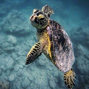 Meet your Posher, Annette